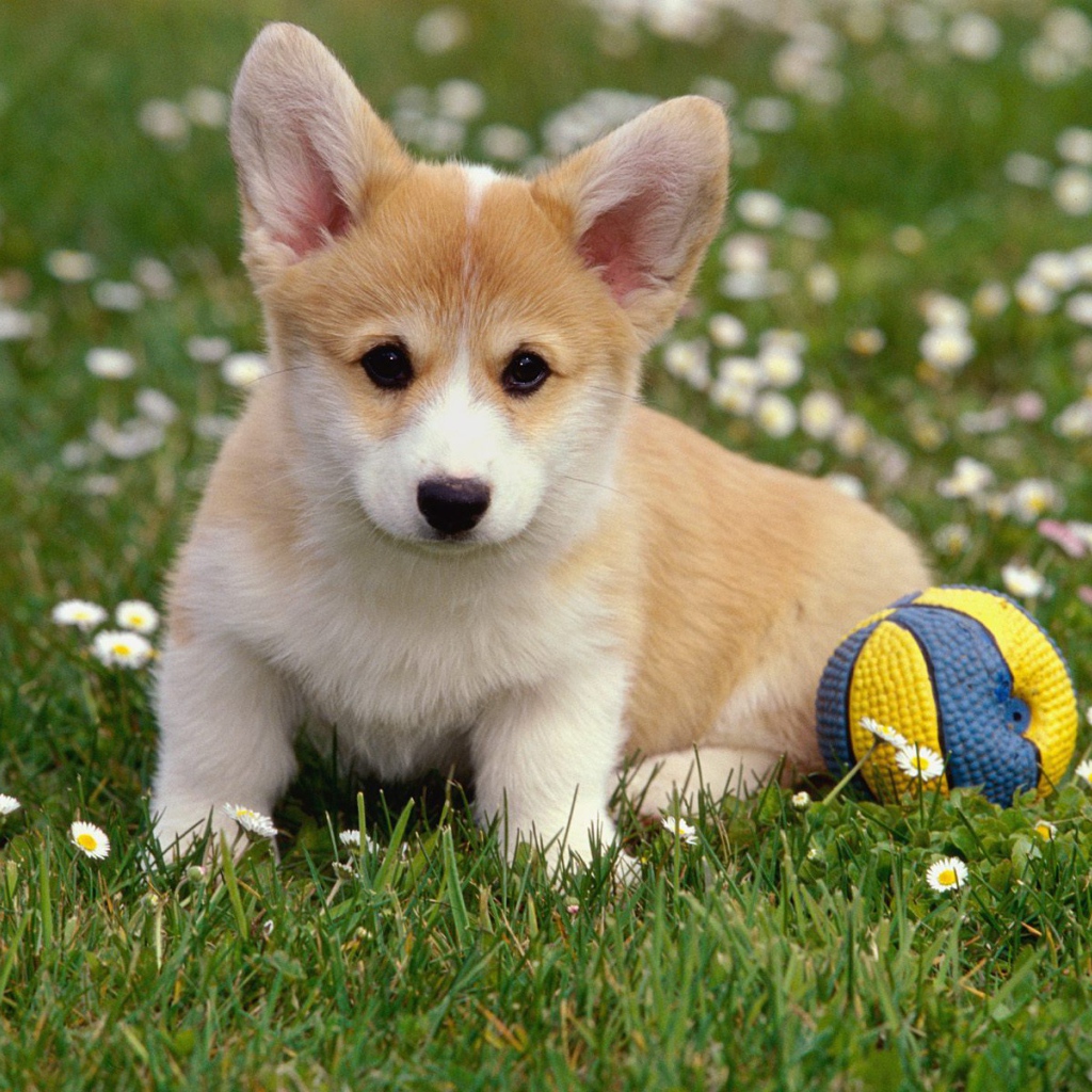 Щенок вельш-корги с мячом