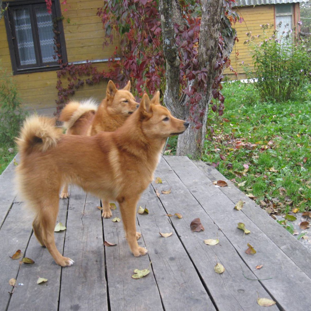 Пара карело-финских лаек