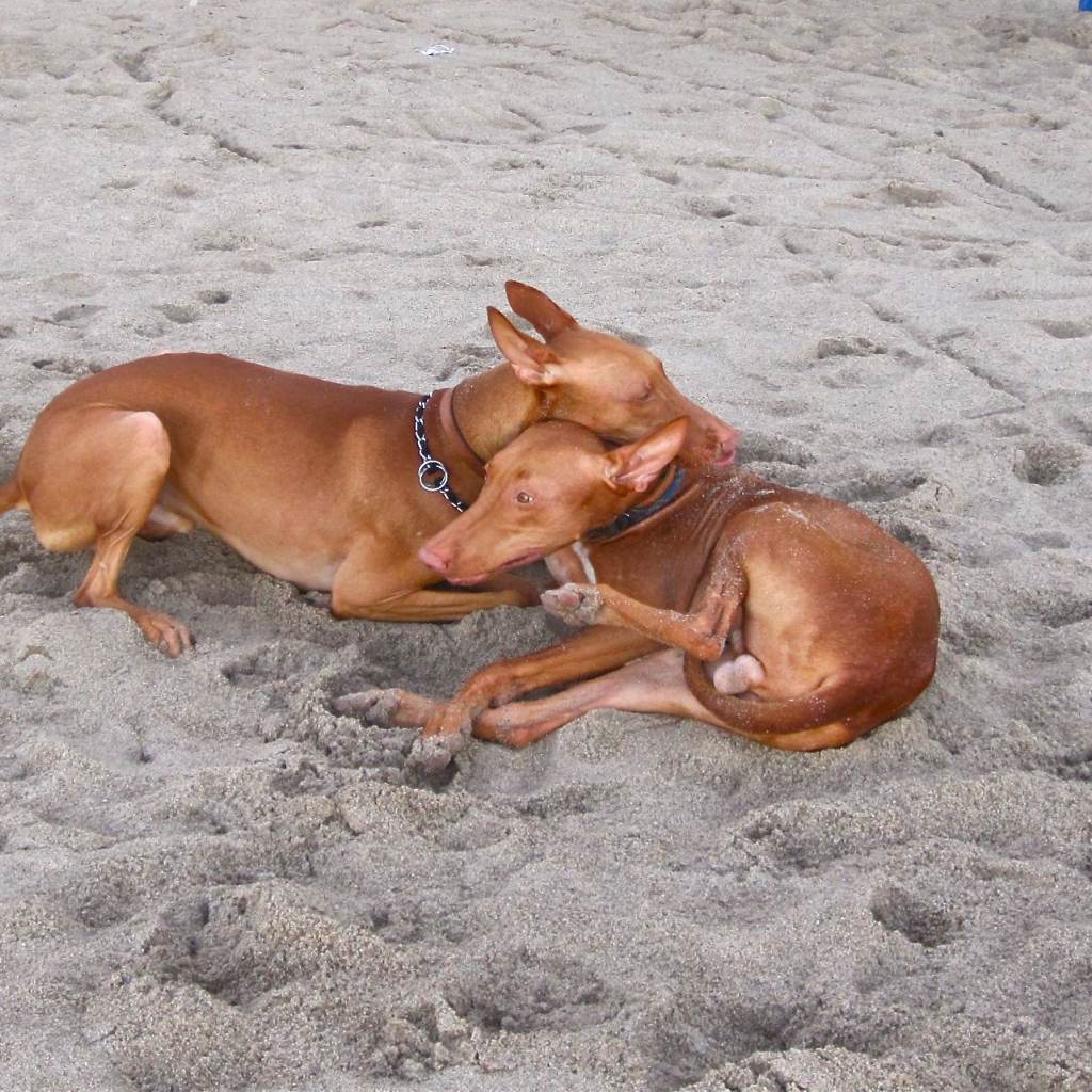 Пара фараоновых собак