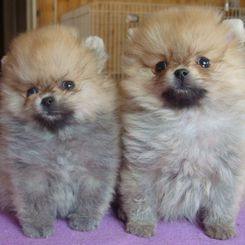 Пара щенков шпица