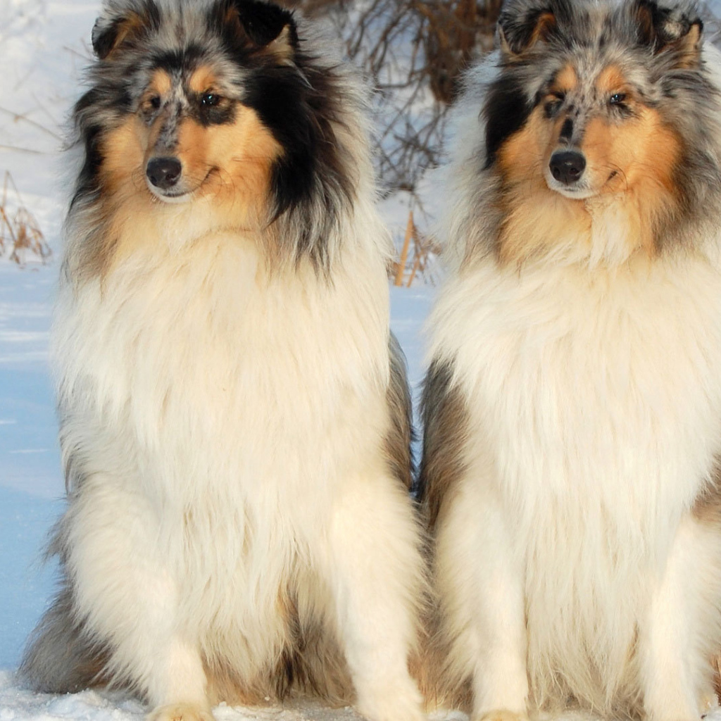 Couple collie in the snow