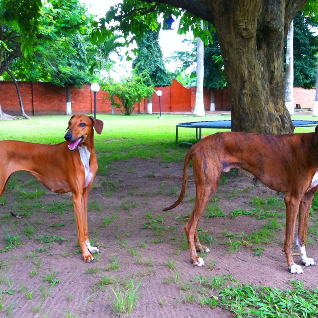 Пара собак азавак