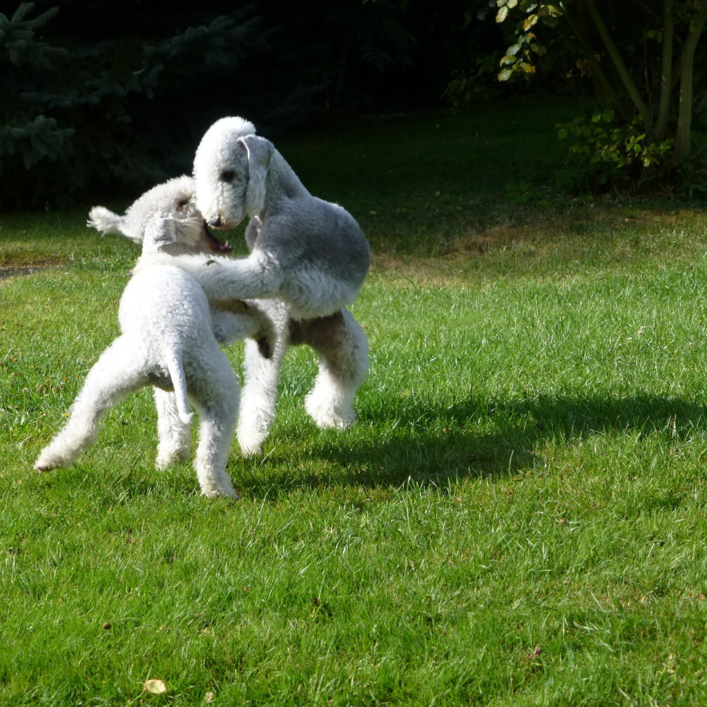 Пара собак бедлингтон терьер играют на лужайке