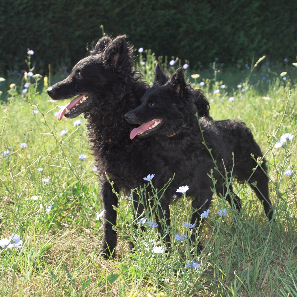 Пара собак муди