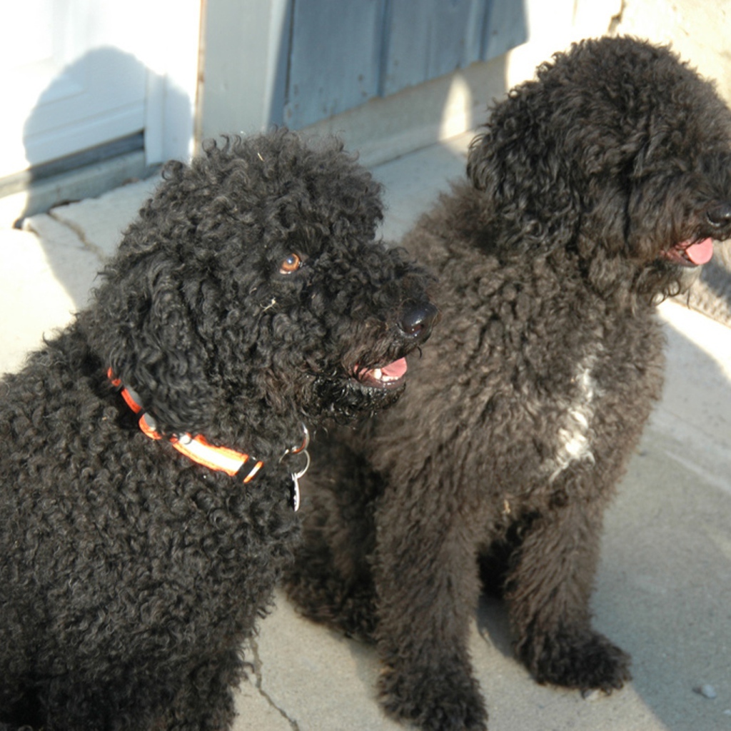 Пара собак барбет