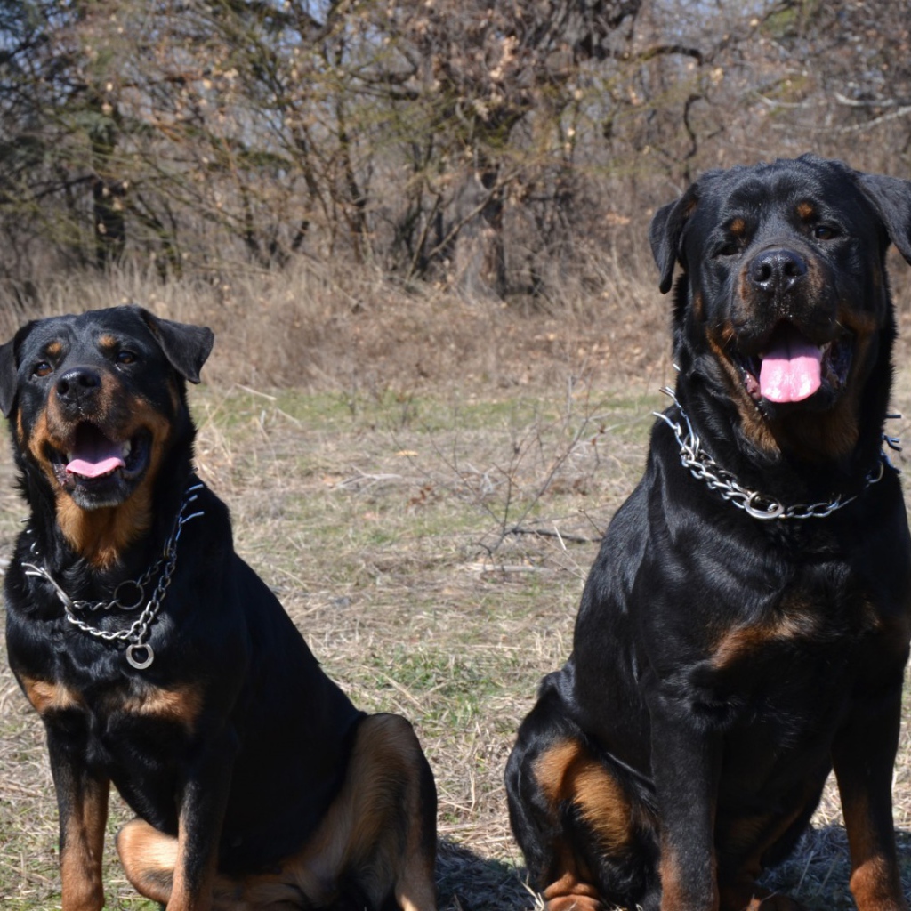 Пара веселых ротвейлеров