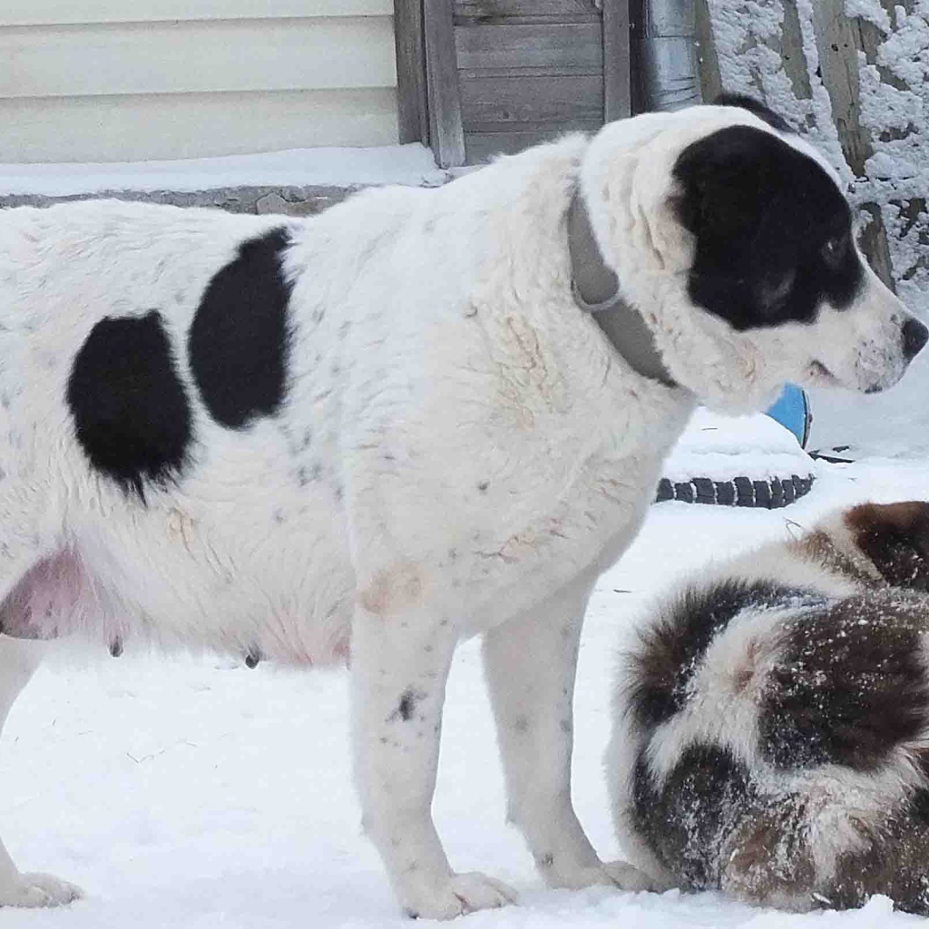 Пара алабаев на снегу