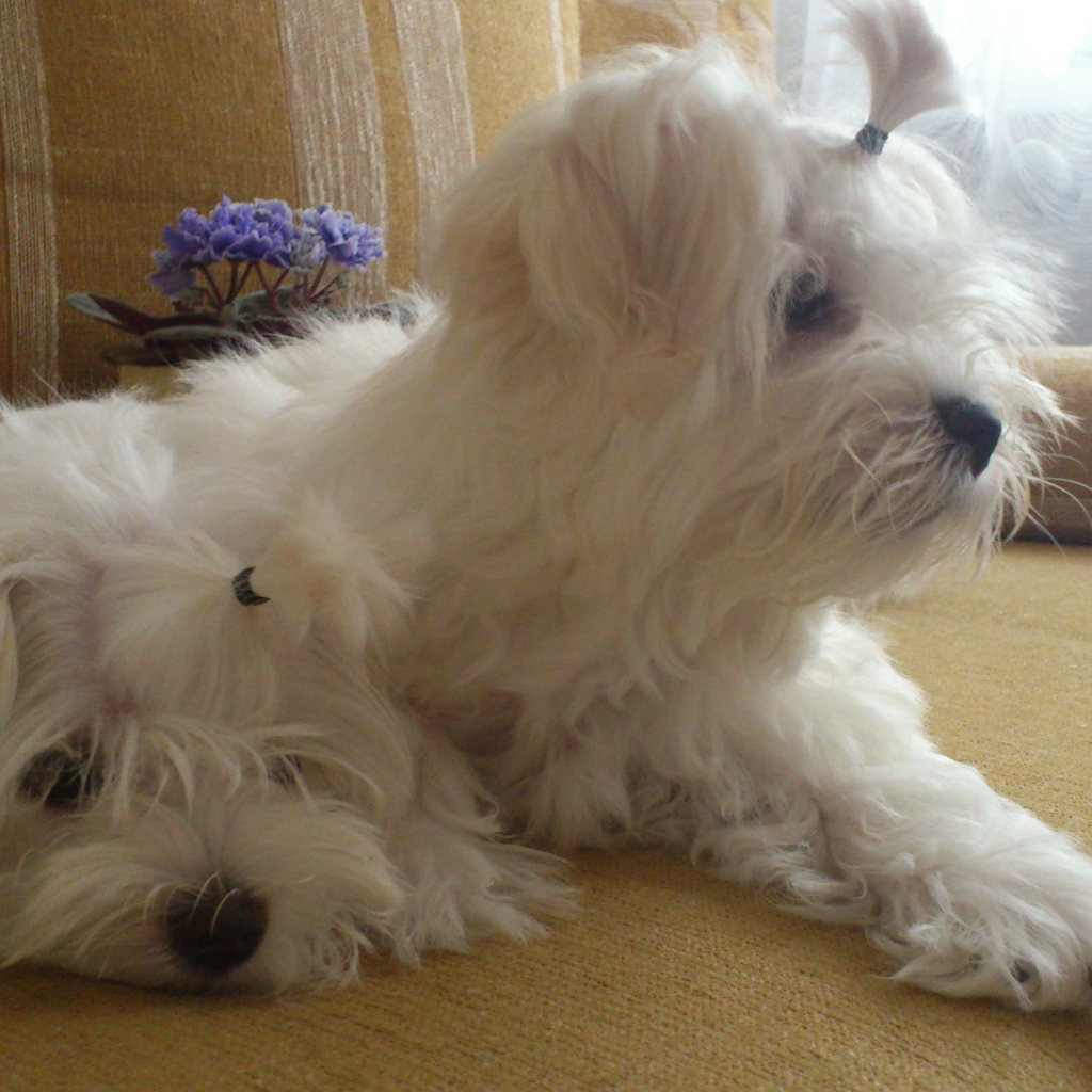 Пара болонок на диване