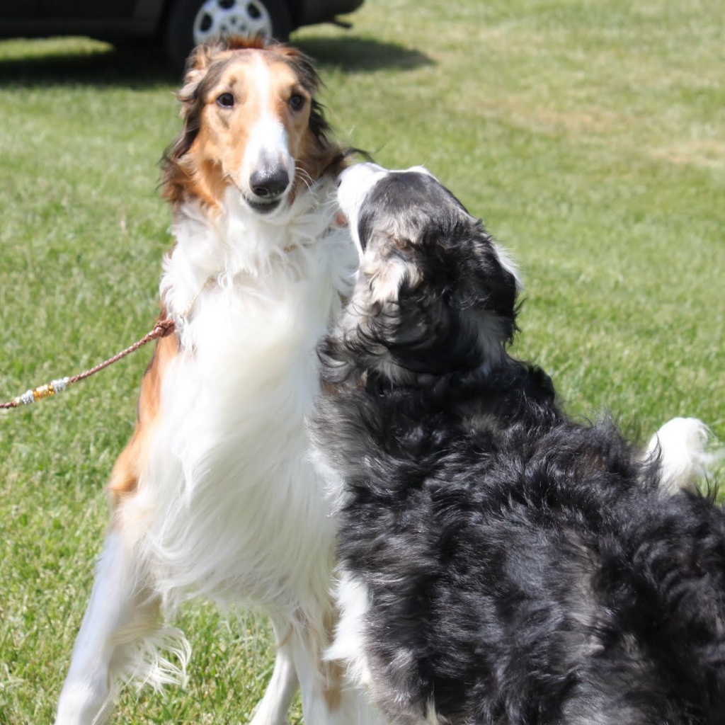 Пара борзых играет