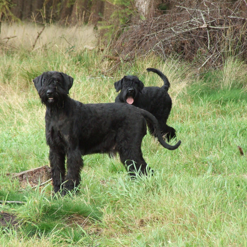 Пара шнауцеров на прогулке