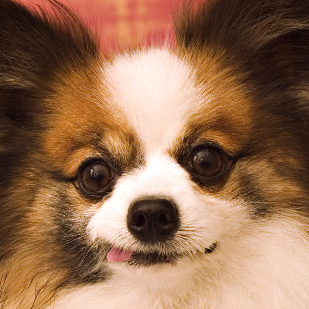 Сумасшедшие глаза у шпица