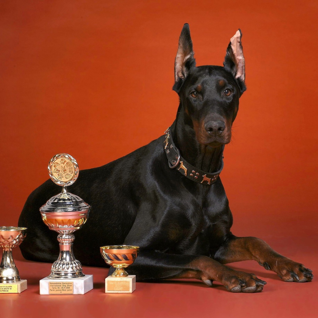 Кубки и доберман