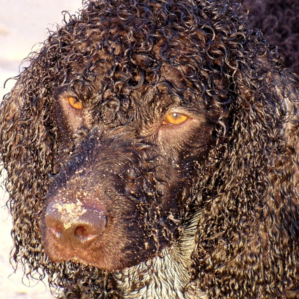 Кудряшки у ирландского водяного спаниеля