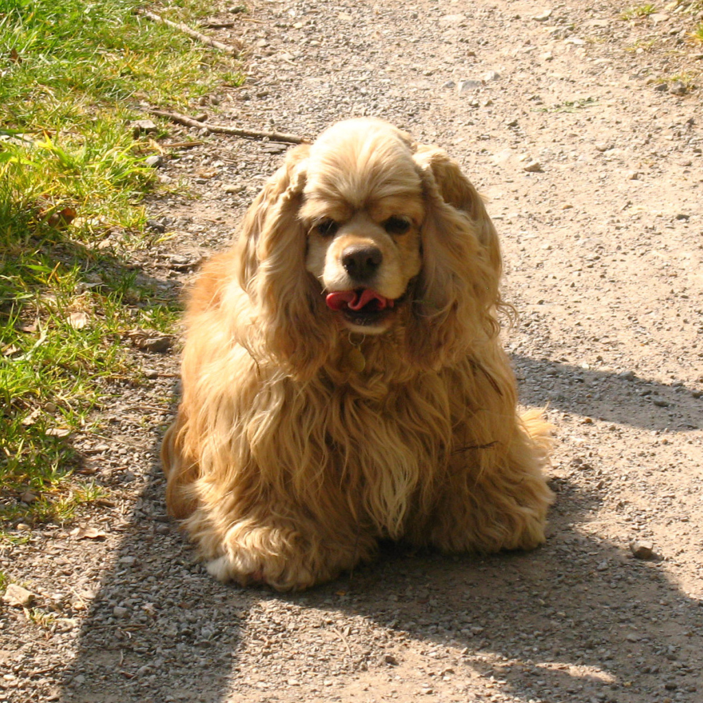 Милый американский кокер спаниель на дорожке