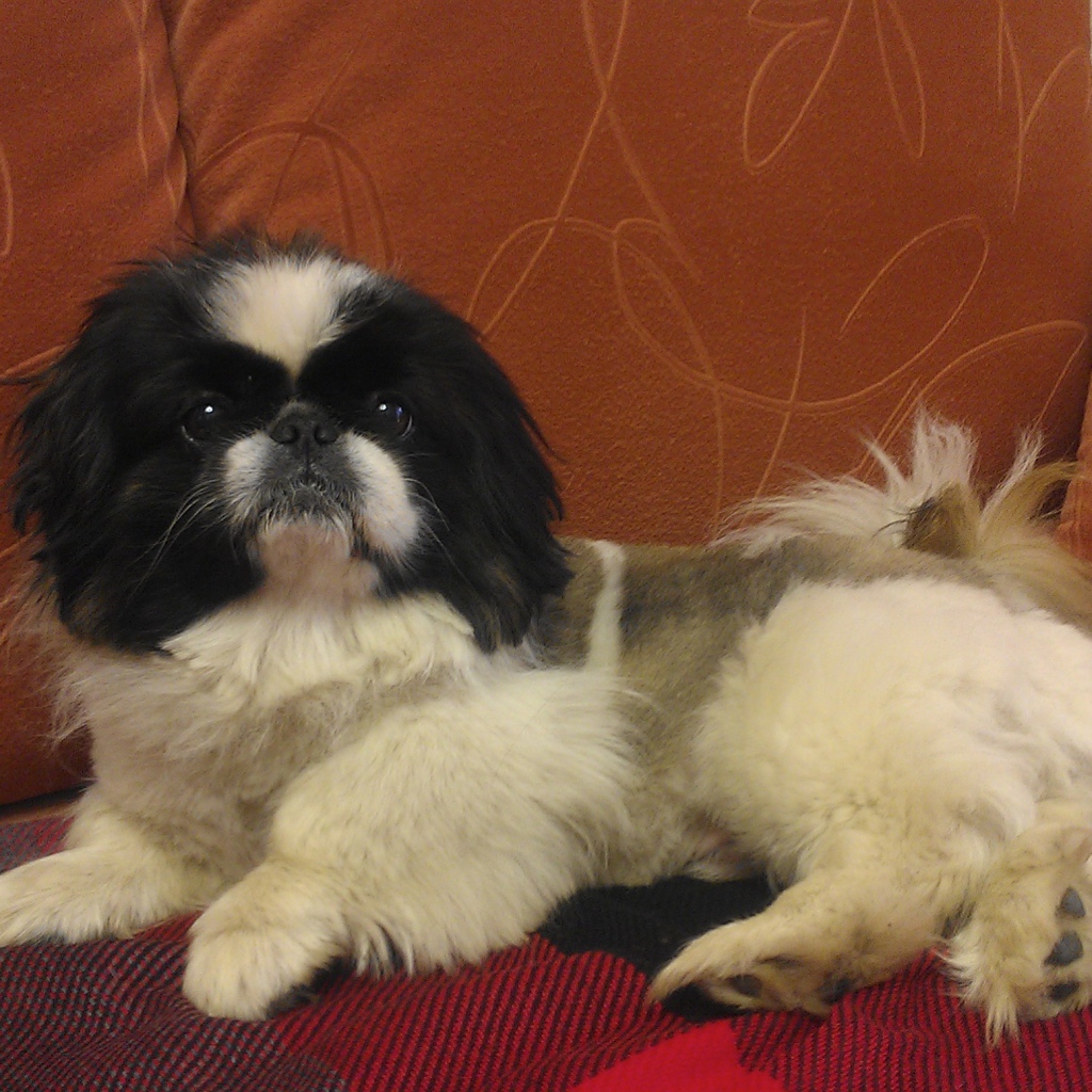 Милый пекинес на диване