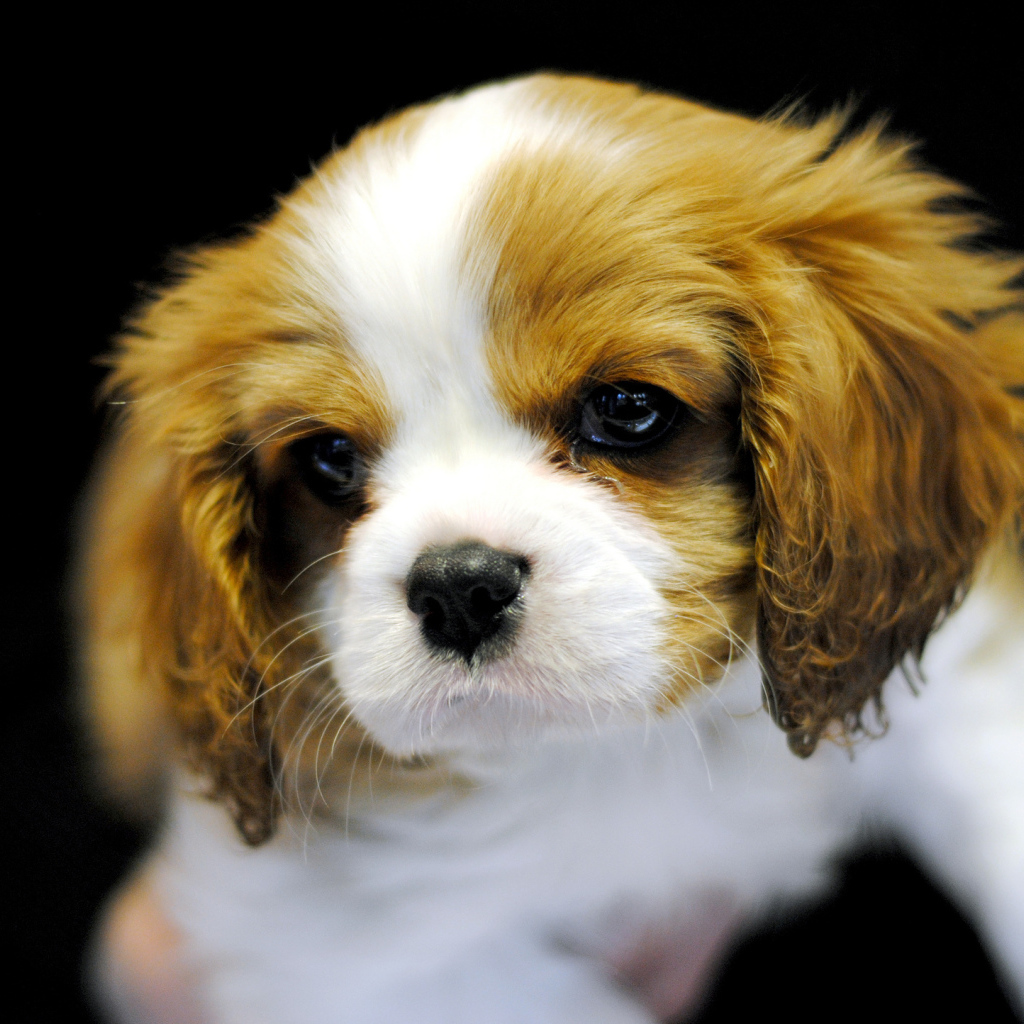 Милый щенок кавалер кинг чарльз спаниеля