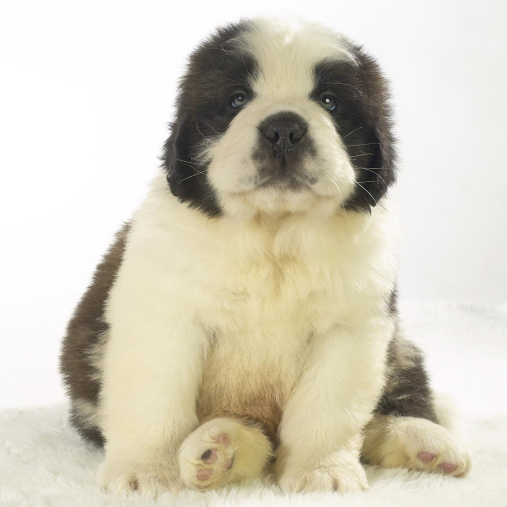 Милый щенок сенбернара