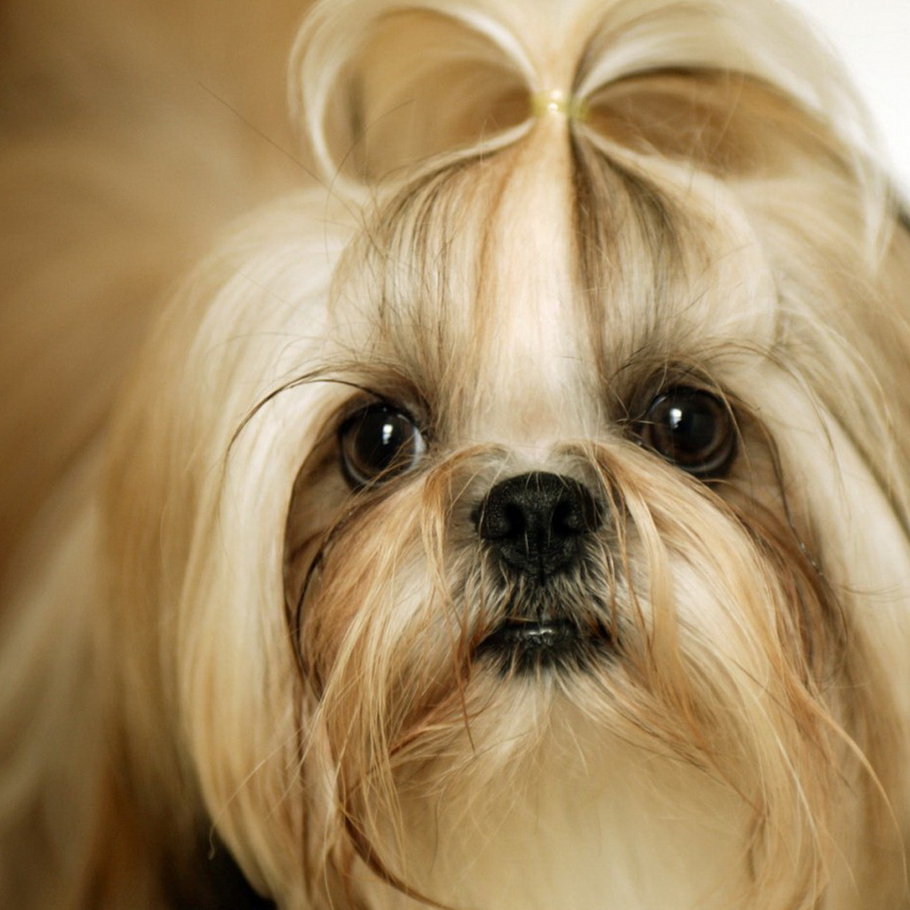 Милая собака шитцу