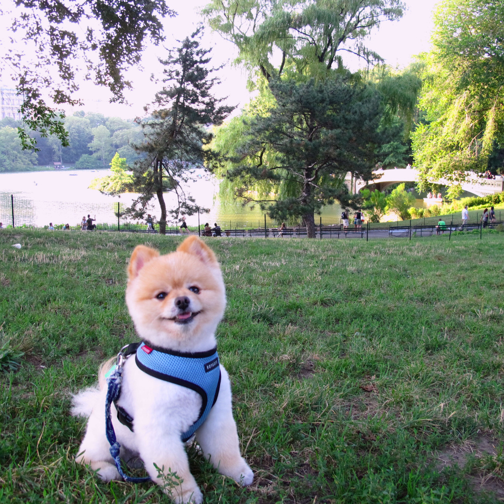 Милый шпиц у озера