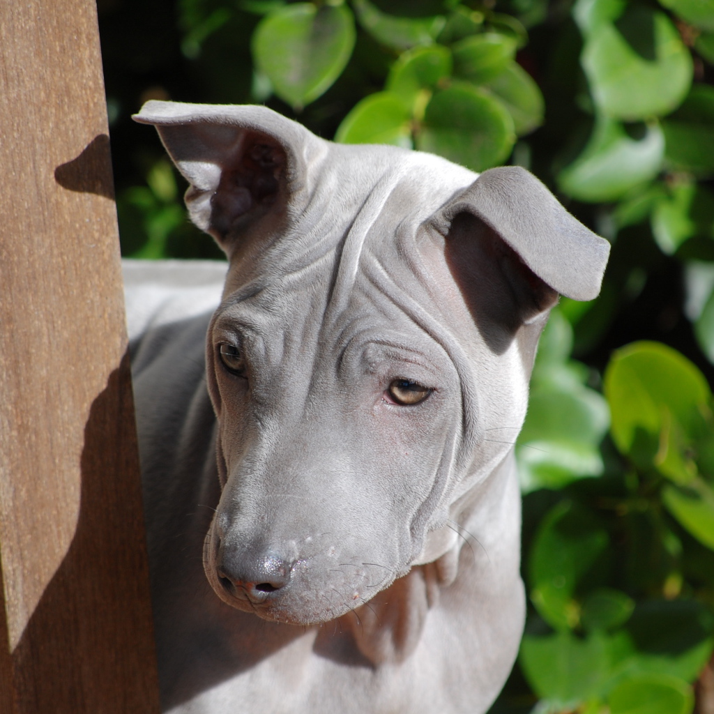 Симпатичный тайский риджбек
