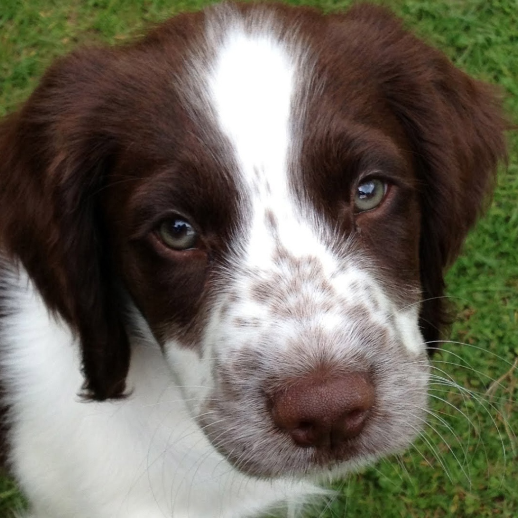 Милый глазастый спаниель