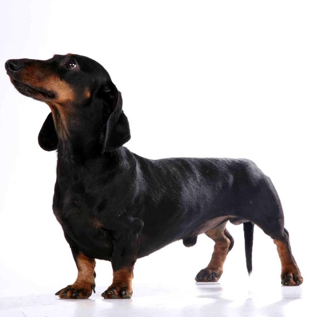 Милая собака такса