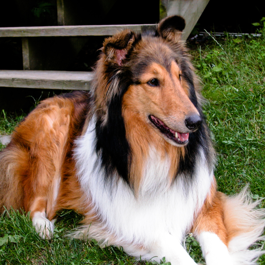 Милый пес колли