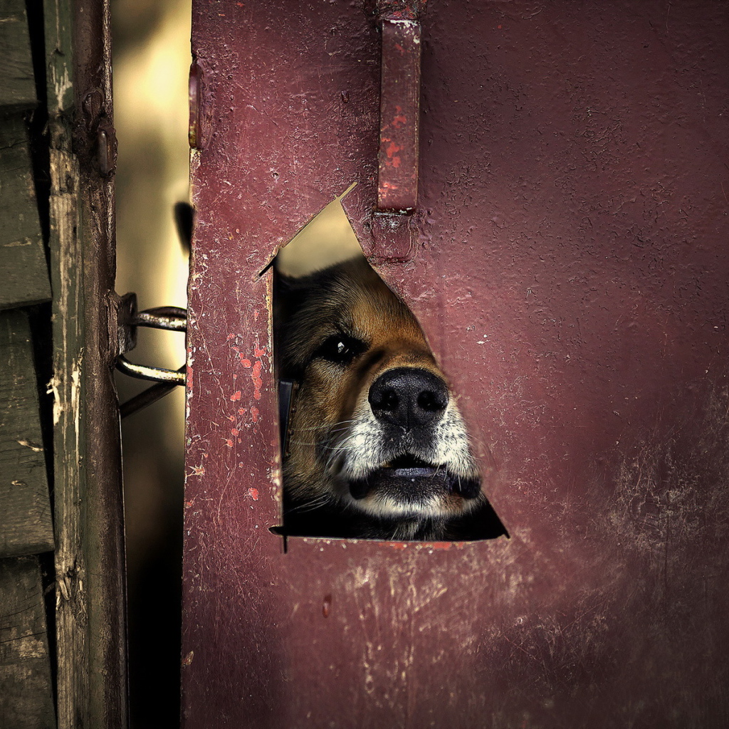 Мордашка милой собаки