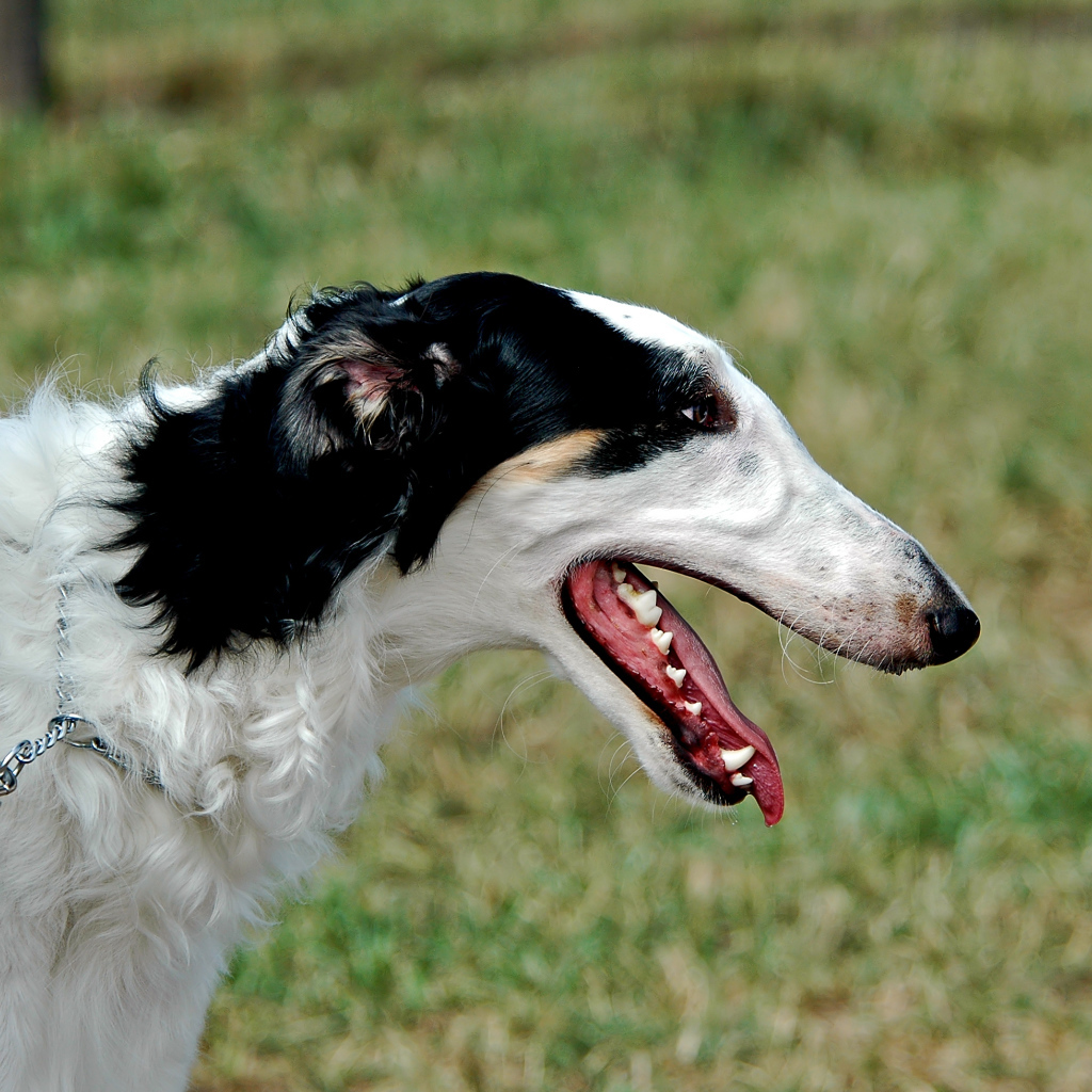 Милая борзая собака