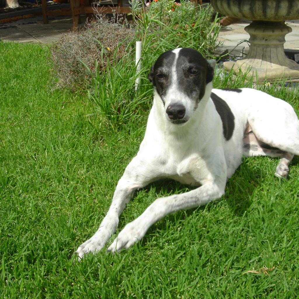 Милый борзой пес на газоне