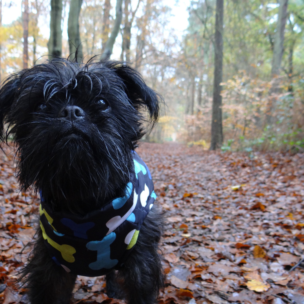 Симпатичный комбинезон аффенпинчера