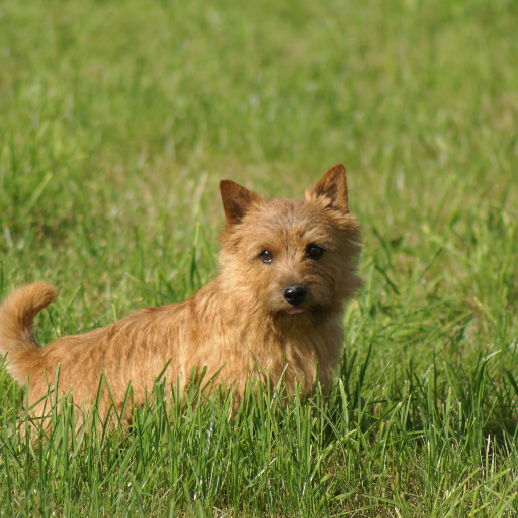 Милый норфолк терьер в траве