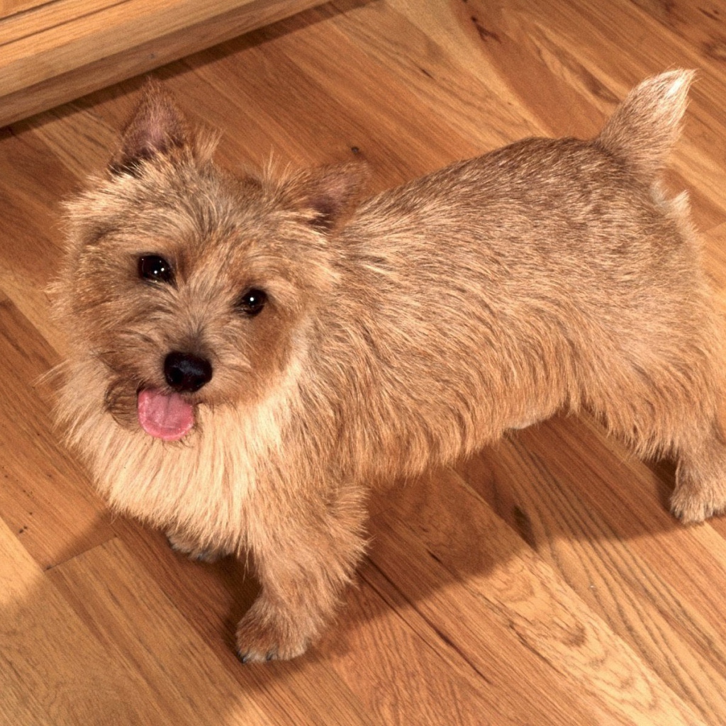 Милый норфолк терьер на полу