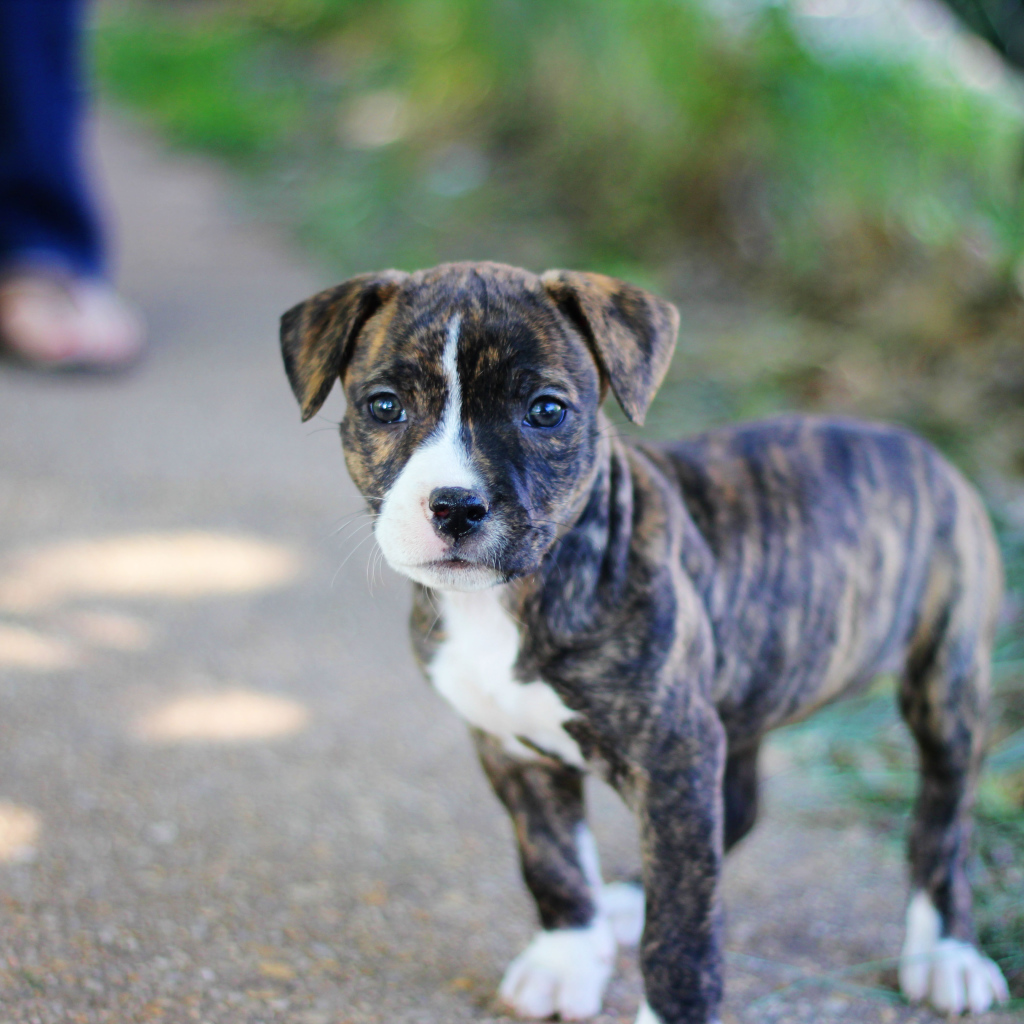 Милый щенок питбуля