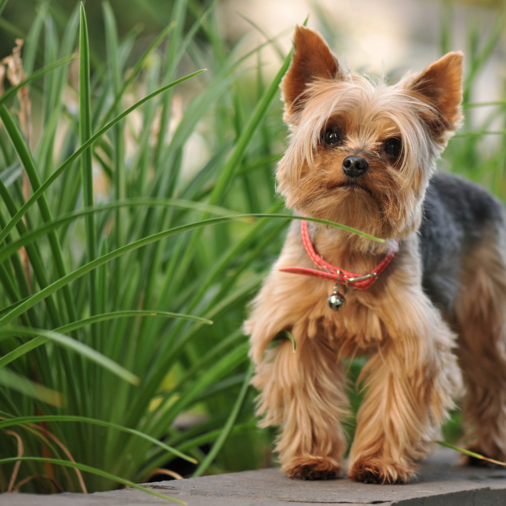 Милый лохматый песик