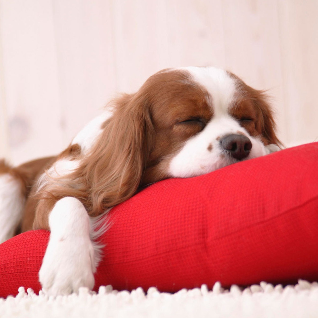 Время вздремнуть