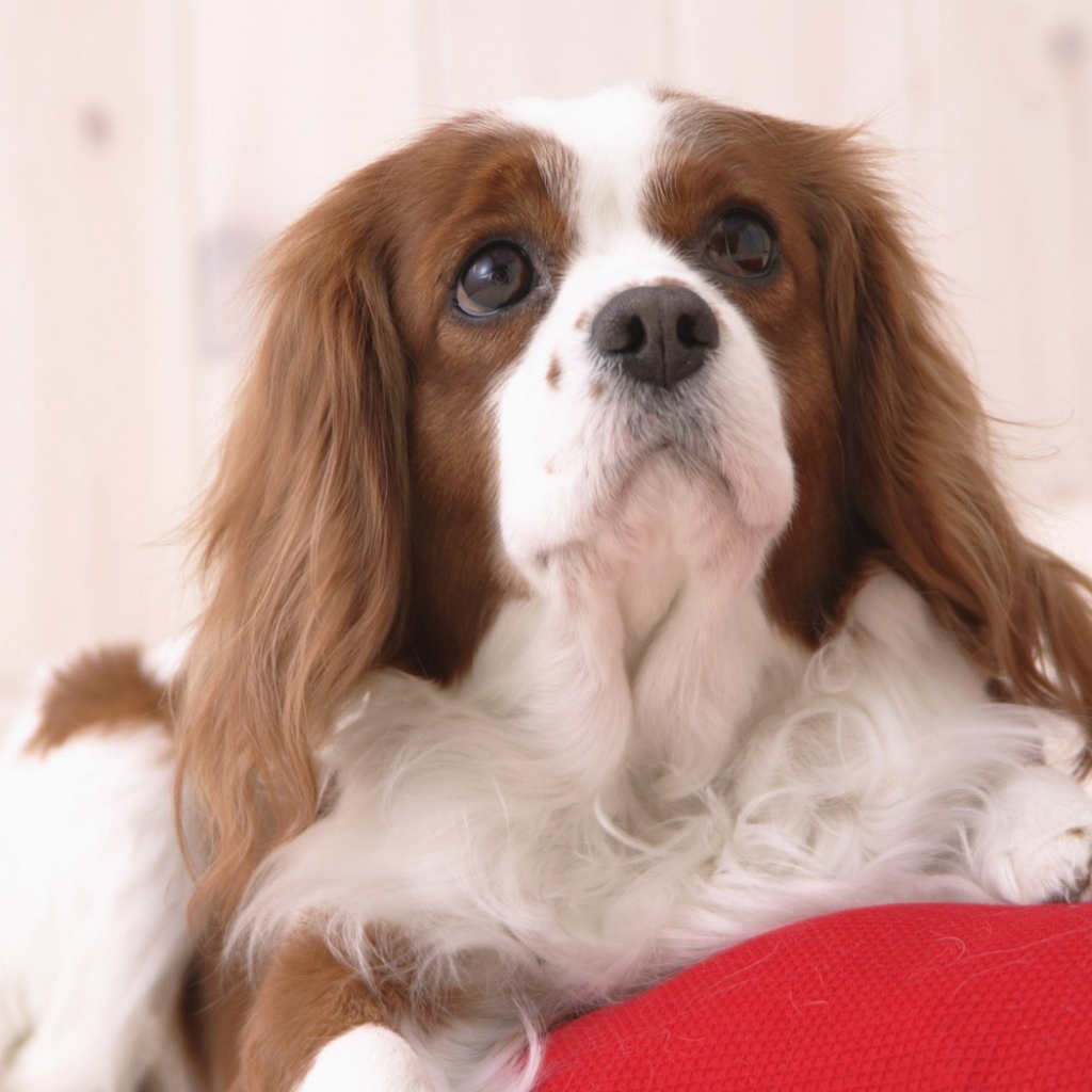 Милашка проснулся