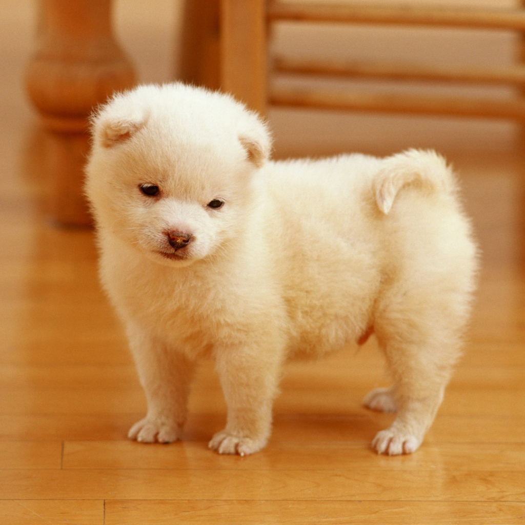 Очаровательный щенок