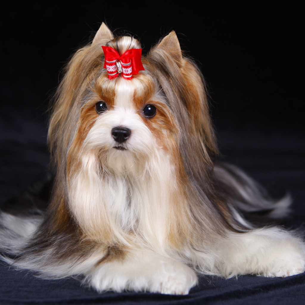 Милашка бивер йорк