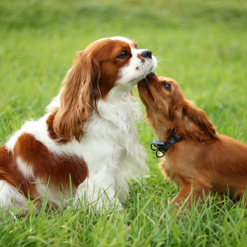 Милашки кавалер кинг чарльз спаниели