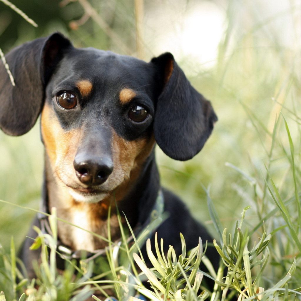 Милашка такса в траве