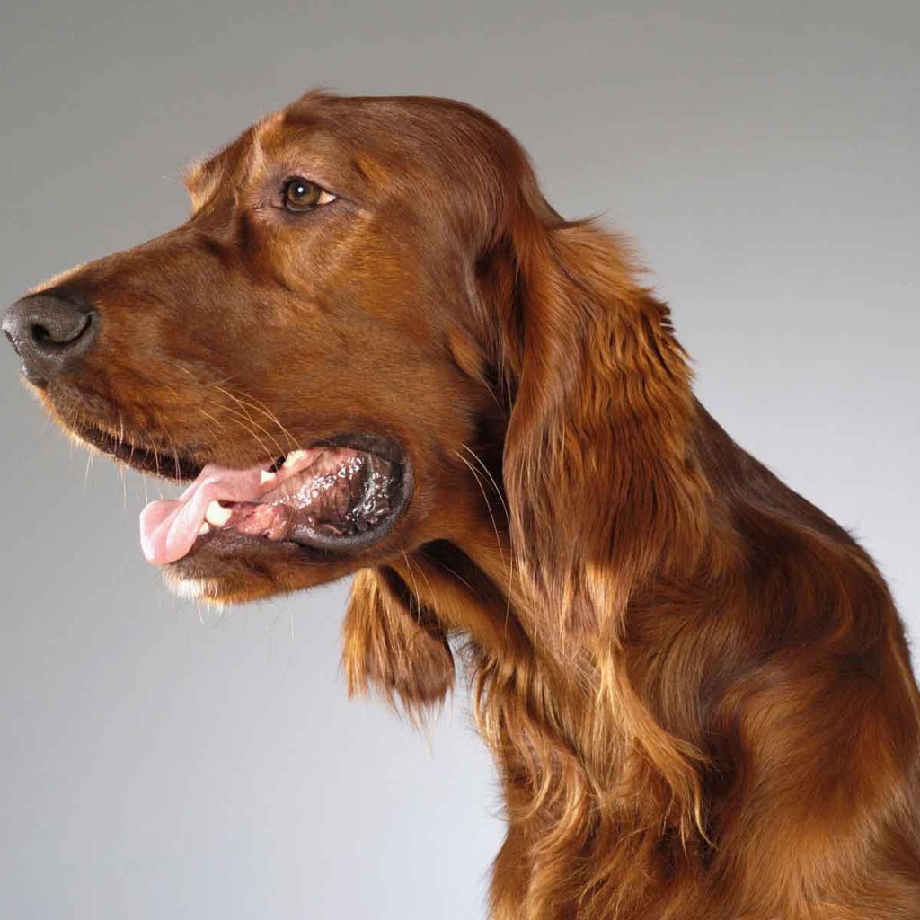 Милашка английский кокер спаниель