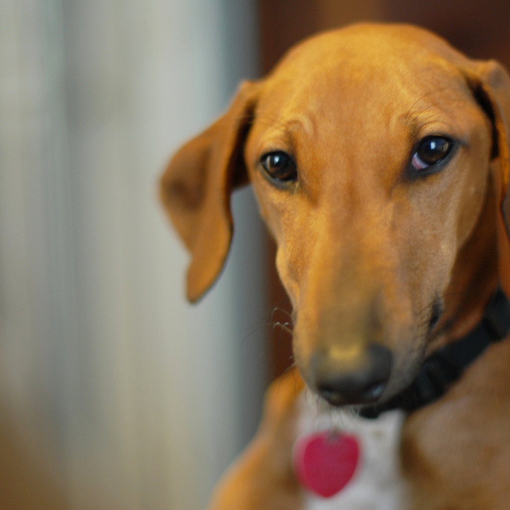 Милашка собака азавак