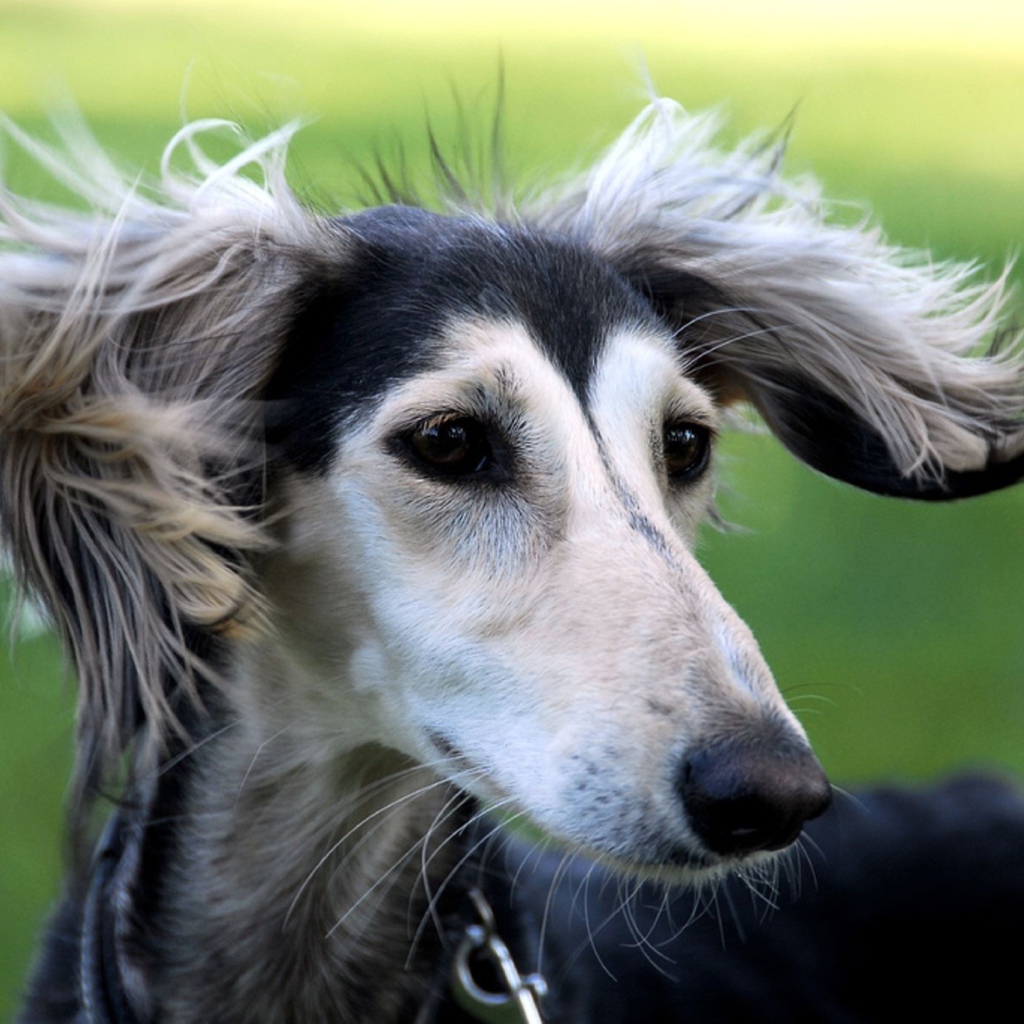 Милашка собака салюки