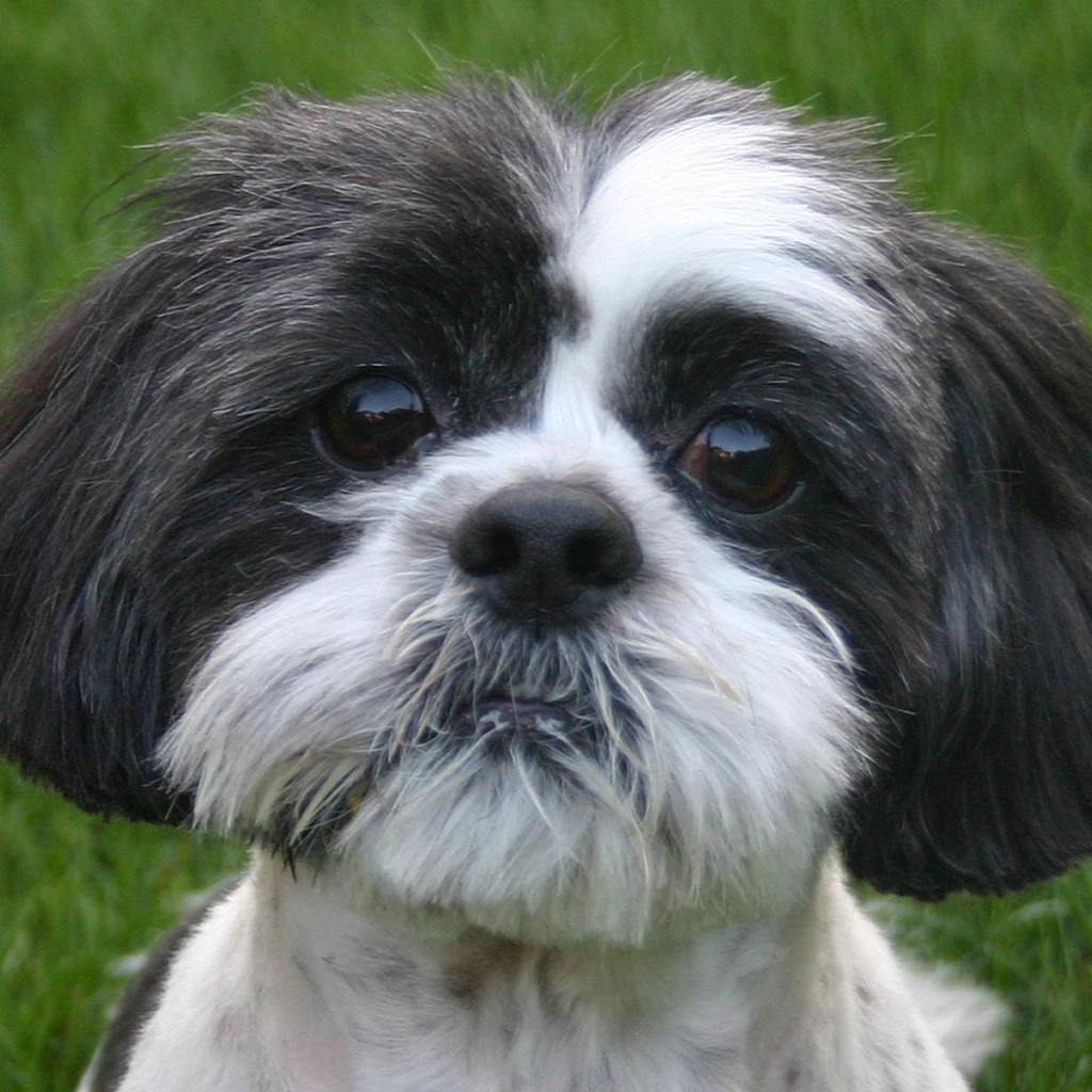 Собака милашка шитцу