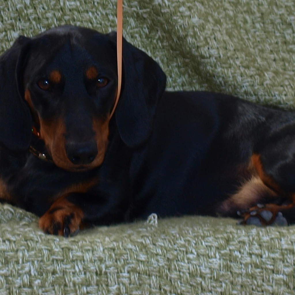 Собака такса на диване