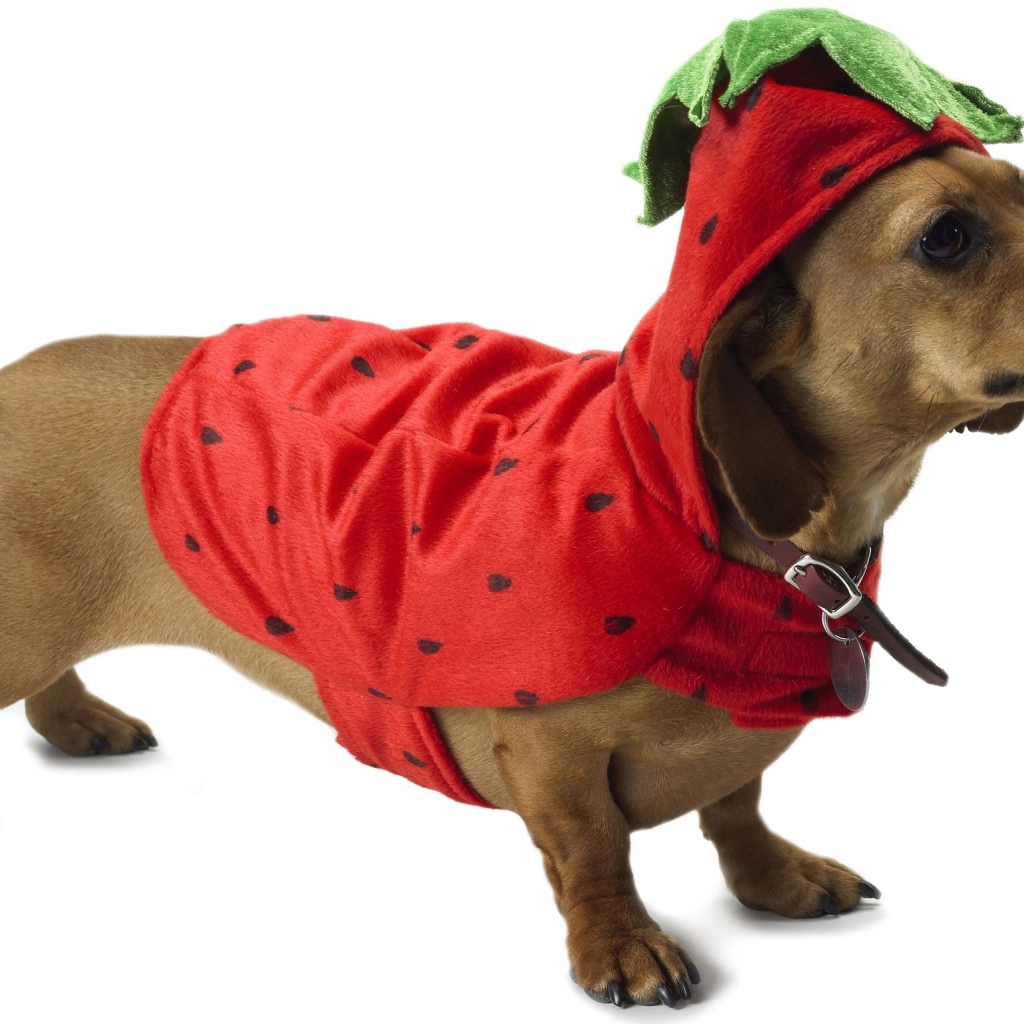 Такса в рождественском наряде