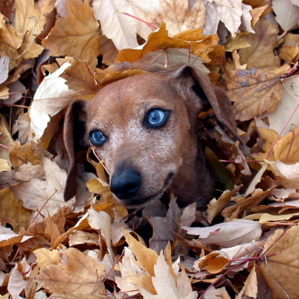 Такса в листве