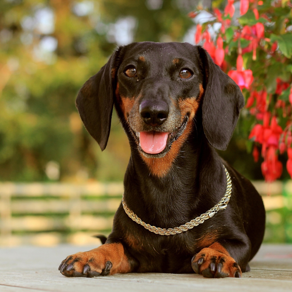 Такса лежит у цветка