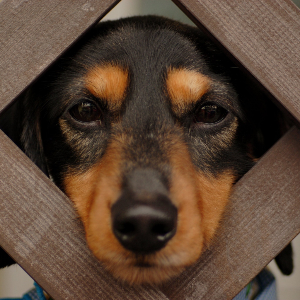 Такса смотрит сквозь прутья